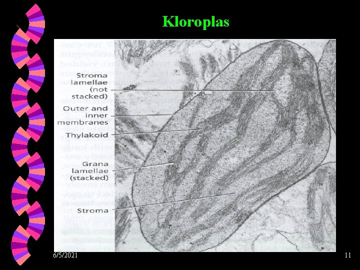 Kloroplas 6/5/2021 11 
