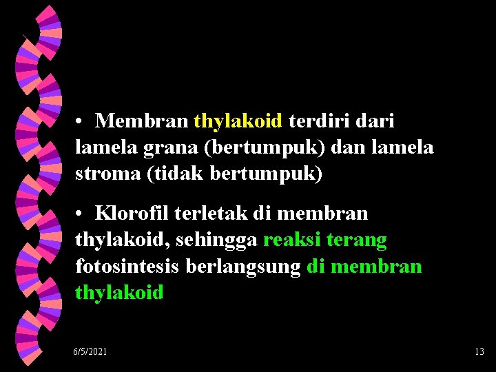  • Membran thylakoid terdiri dari lamela grana (bertumpuk) dan lamela stroma (tidak bertumpuk)