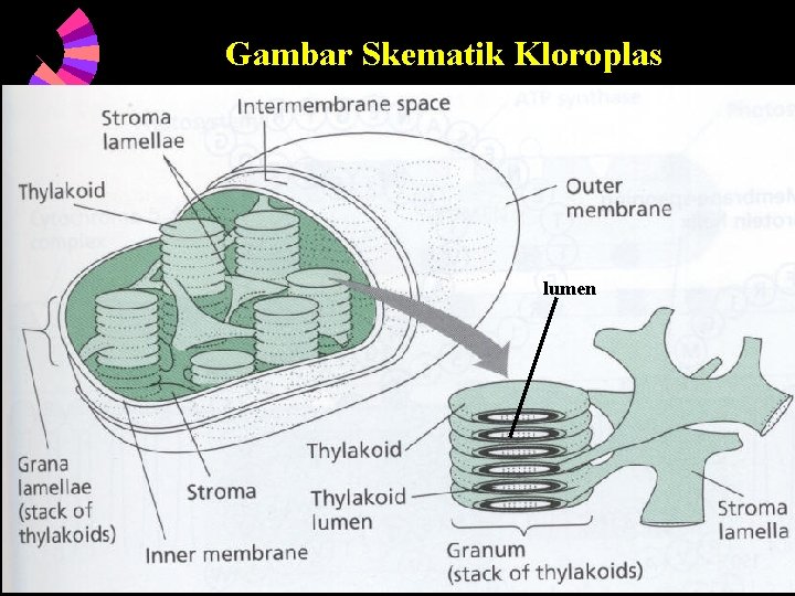 Gambar Skematik Kloroplas lumen 6/5/2021 15 