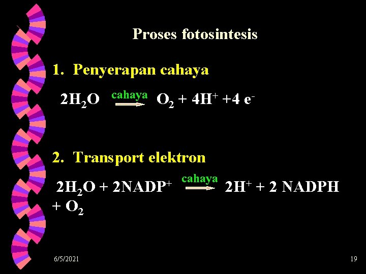 Proses fotosintesis 1. Penyerapan cahaya 2 H 2 O cahaya O 2 + 4