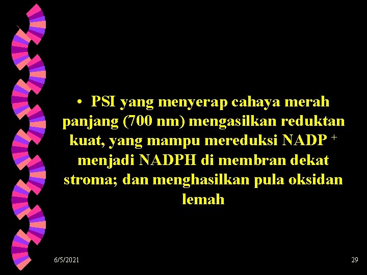  • PSI yang menyerap cahaya merah panjang (700 nm) mengasilkan reduktan kuat, yang