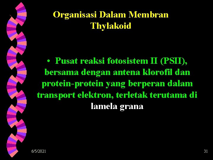 Organisasi Dalam Membran Thylakoid • Pusat reaksi fotosistem II (PSII), bersama dengan antena klorofil