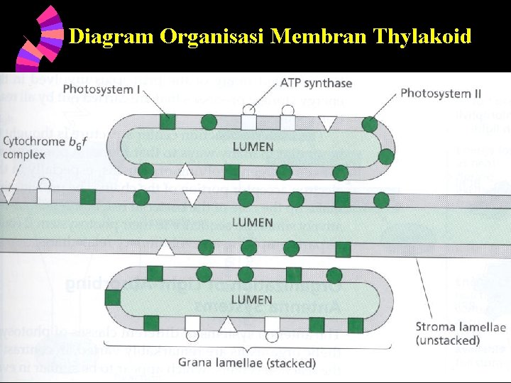 Diagram Organisasi Membran Thylakoid 6/5/2021 34 