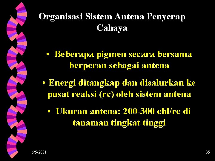 Organisasi Sistem Antena Penyerap Cahaya • Beberapa pigmen secara bersama berperan sebagai antena •