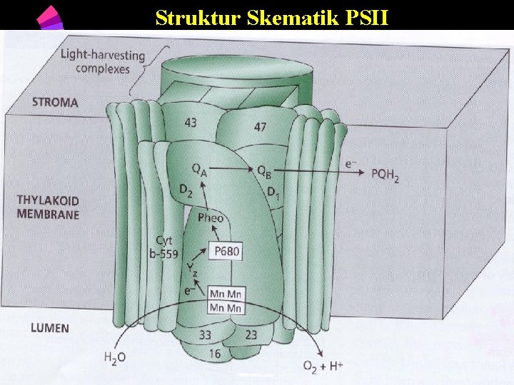 Struktur Skematik PSII 6/5/2021 41 