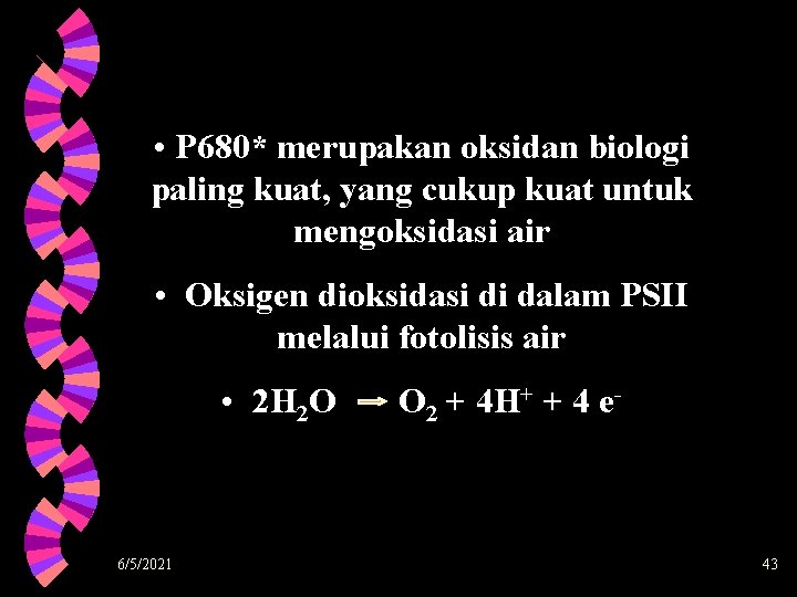  • P 680* merupakan oksidan biologi paling kuat, yang cukup kuat untuk mengoksidasi
