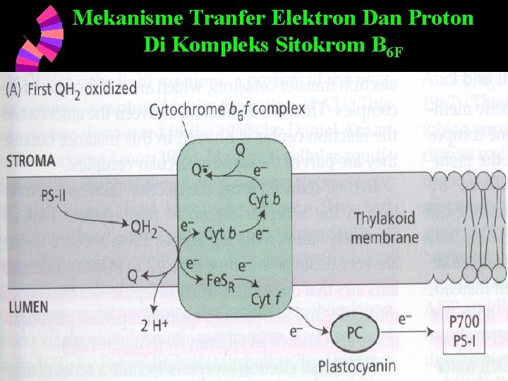 Mekanisme Tranfer Elektron Dan Proton Di Kompleks Sitokrom B 6 F 6/5/2021 49 