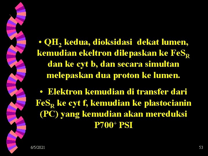  • QH 2 kedua, dioksidasi dekat lumen, kemudian ekeltron dilepaskan ke Fe. SR