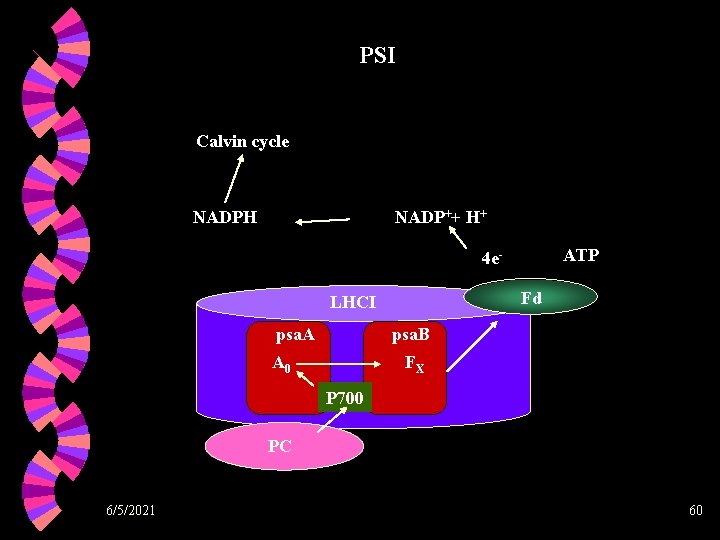 PSI Calvin cycle NADPH NADP++ H+ ATP 4 e. Fd LHCI psa. A psa.