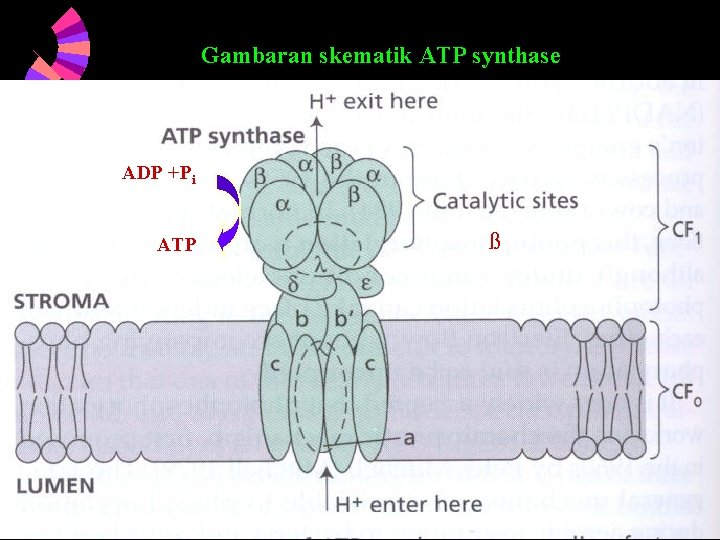 Gambaran skematik ATP synthase ADP +Pi ATP 6/5/2021 ß 68 