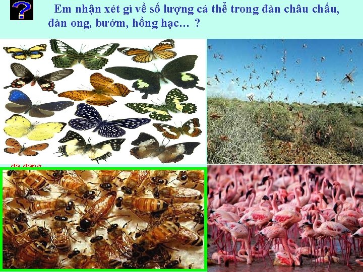 Em nhận xét gì về số lượng cá thể trong đàn châu chấu, đàn