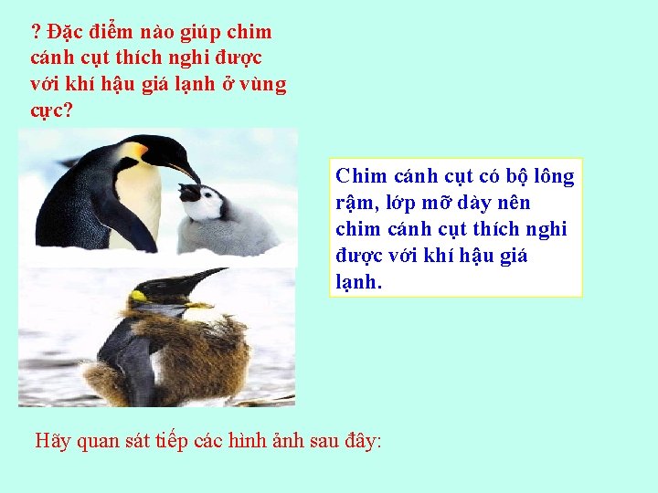 ? Đặc điểm nào giúp chim cánh cụt thích nghi được với khí hậu