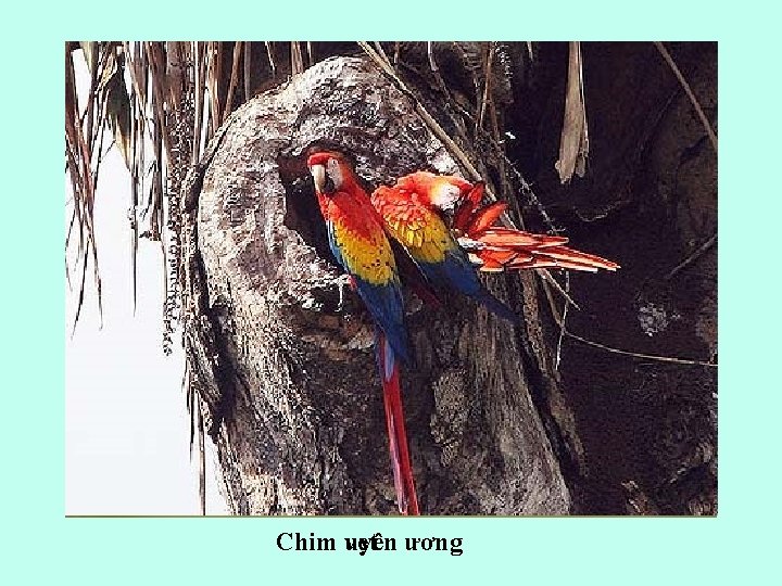 Chim vẹt uyên ương 