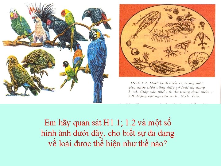 Em hãy quan sát H 1. 1; 1. 2 và một số hình ảnh