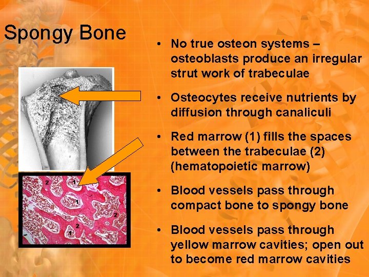 Spongy Bone • No true osteon systems – osteoblasts produce an irregular strut work