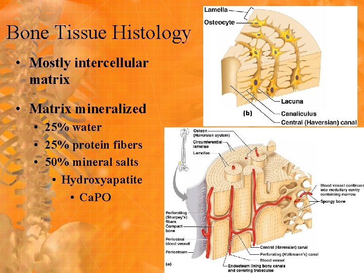 Bone Tissue Histology • Mostly intercellular matrix • Matrix mineralized • 25% water •