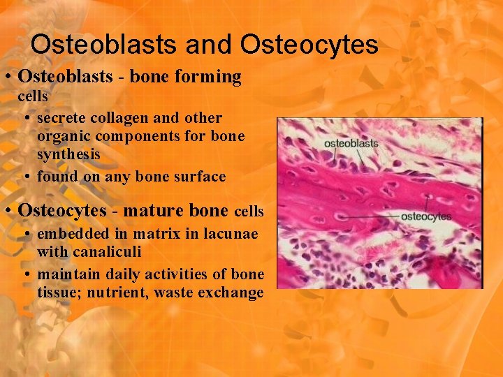 Osteoblasts and Osteocytes • Osteoblasts - bone forming cells • secrete collagen and other