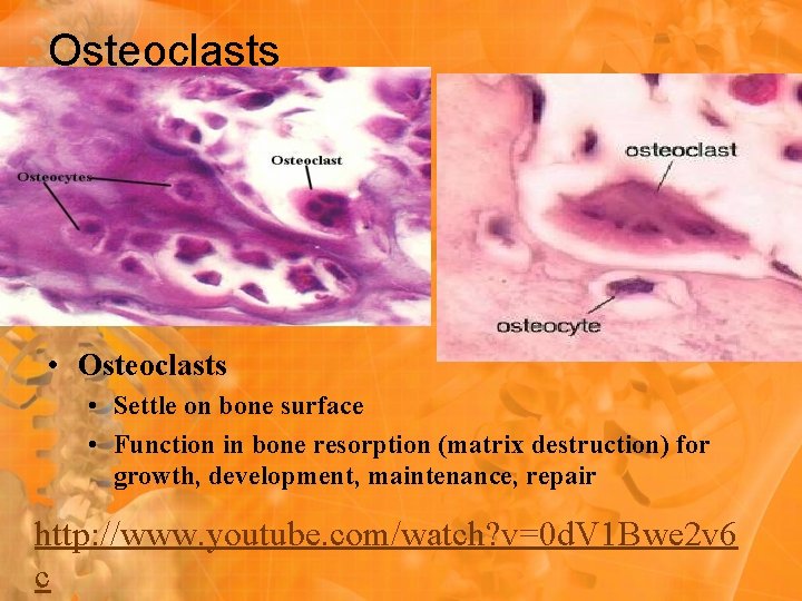 Osteoclasts • Osteoclasts • Settle on bone surface • Function in bone resorption (matrix