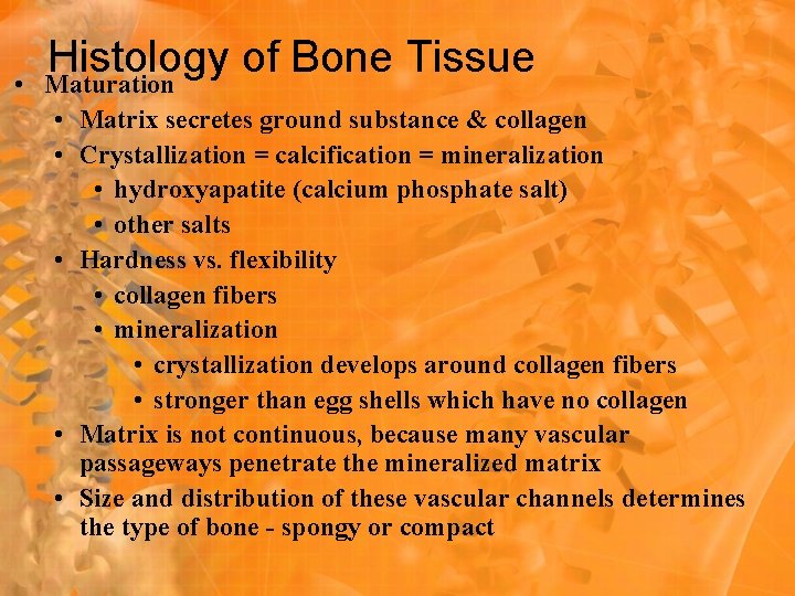  • Histology of Bone Tissue Maturation • Matrix secretes ground substance & collagen
