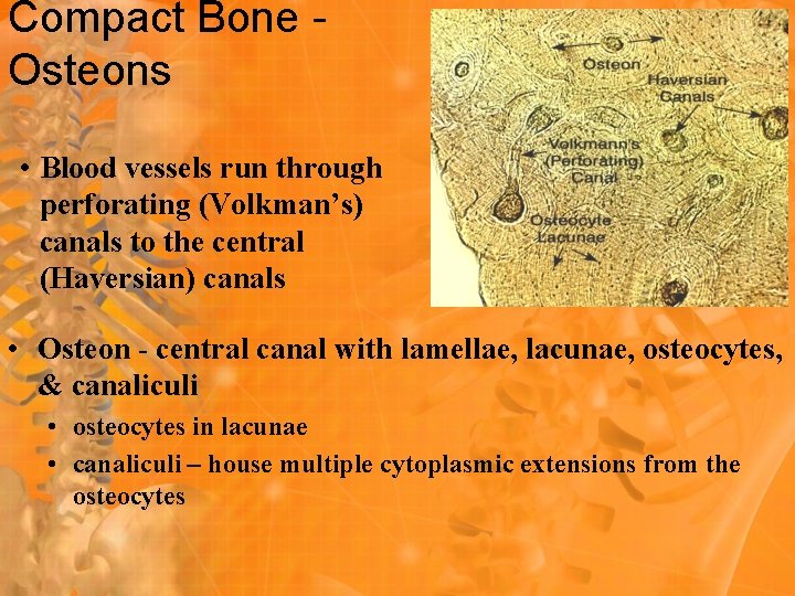 Compact Bone Osteons • Blood vessels run through perforating (Volkman’s) canals to the central