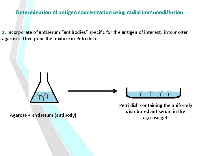 Determination of antigen concentration using radial immunodiffusion: 1. Incorporate of antiserum “antibodies” specific for