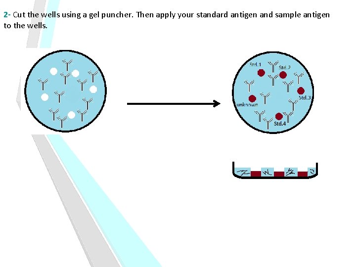 2 - Cut the wells using a gel puncher. Then apply your standard antigen