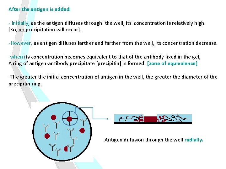 After the antigen is added: - Initially, as the antigen diffuses through the well,