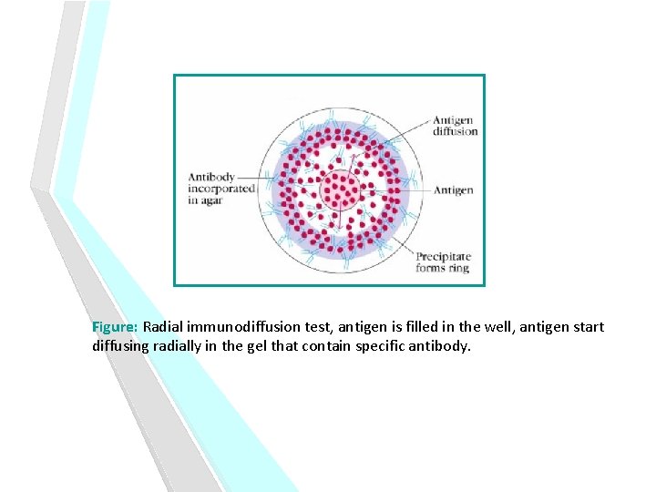 Figure: Radial immunodiffusion test, antigen is filled in the well, antigen start diffusing radially