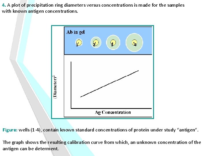 4. A plot of precipitation ring diameters versus concentrations is made for the samples