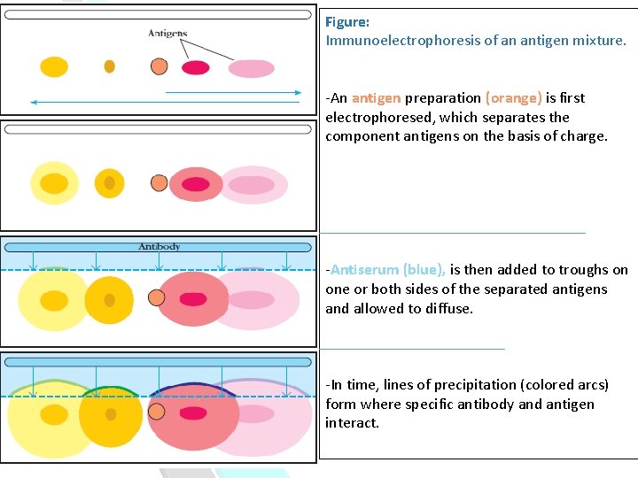 Figure: Immunoelectrophoresis of an antigen mixture. -An antigen preparation (orange) is first electrophoresed, which