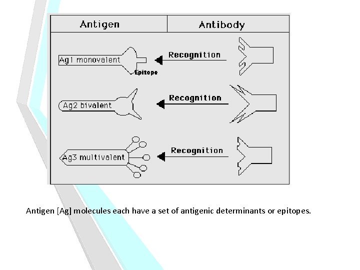 Antigen [Ag] molecules each have a set of antigenic determinants or epitopes. 