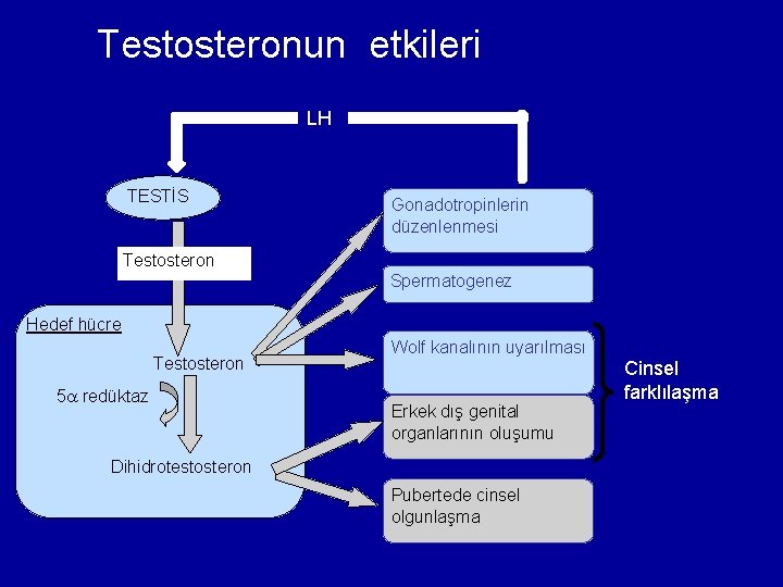 Testosteronun etkileri LH TESTİS Gonadotropinlerin düzenlenmesi Testosteron Spermatogenez Hedef hücre Testosteron 5 redüktaz Wolf