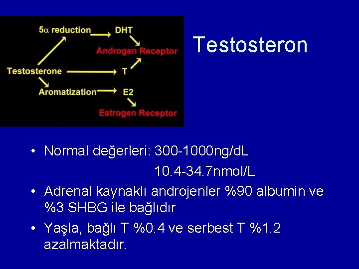 Testosteron • Normal değerleri: 300 -1000 ng/d. L 10. 4 -34. 7 nmol/L •