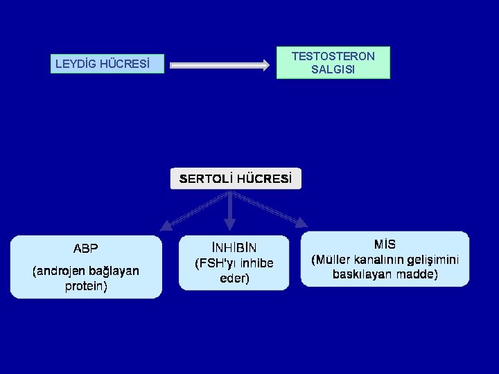 LEYDİG HÜCRESİ TESTOSTERON SALGISI 