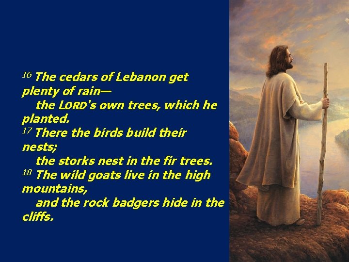 16 The cedars of Lebanon get plenty of rain— the LORD's own trees, which