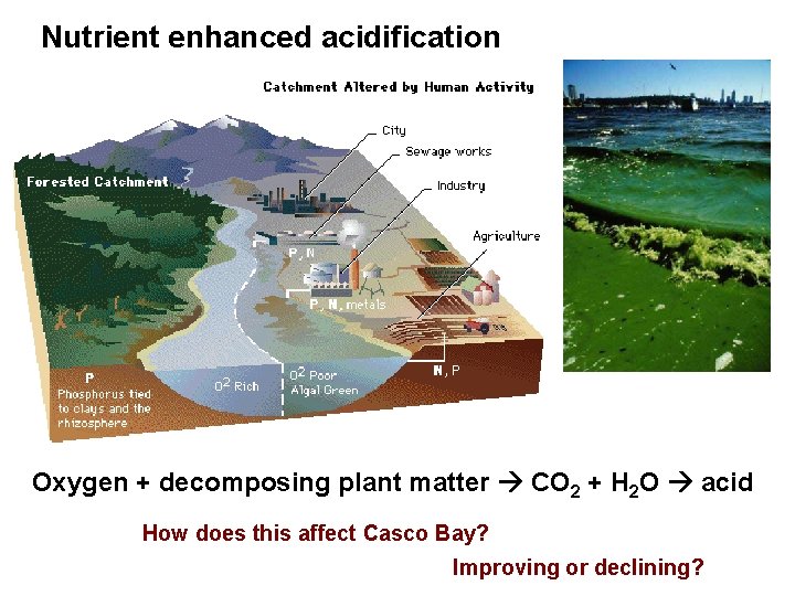 Nutrient enhanced acidification Oxygen + decomposing plant matter CO 2 + H 2 O