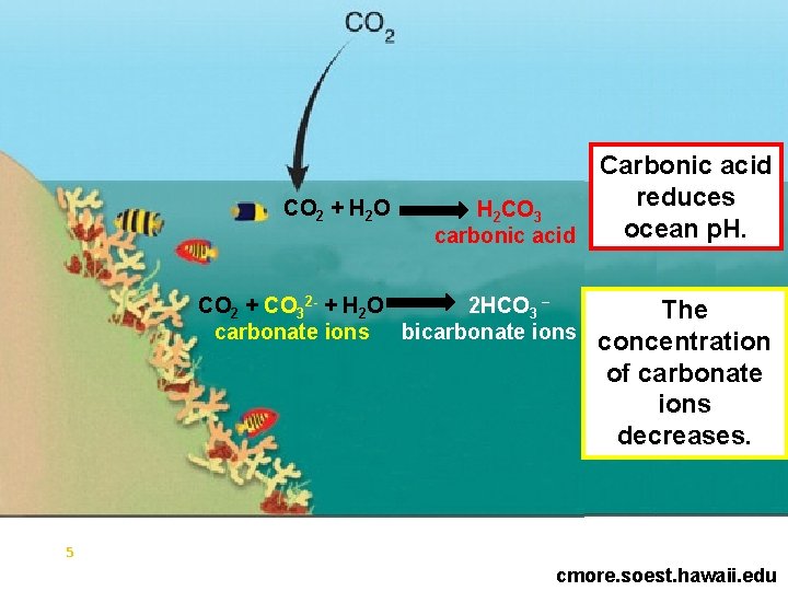 CO 2 + H 2 O Carbonic acid reduces H 2 CO 3 ocean