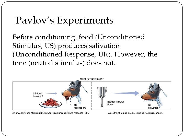 Pavlov’s Experiments Before conditioning, food (Unconditioned Stimulus, US) produces salivation (Unconditioned Response, UR). However,
