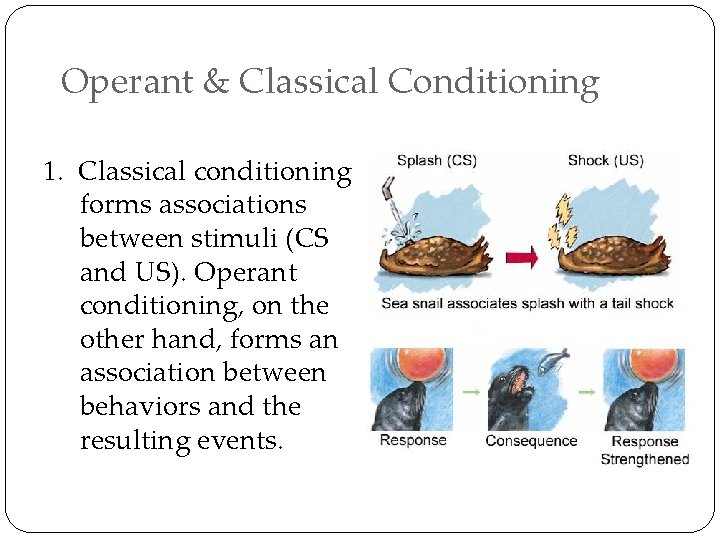 Operant & Classical Conditioning 1. Classical conditioning forms associations between stimuli (CS and US).