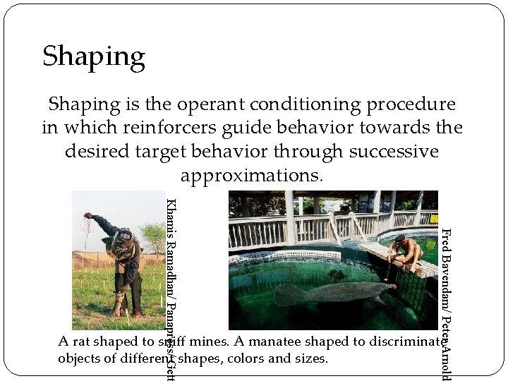 Shaping is the operant conditioning procedure in which reinforcers guide behavior towards the desired