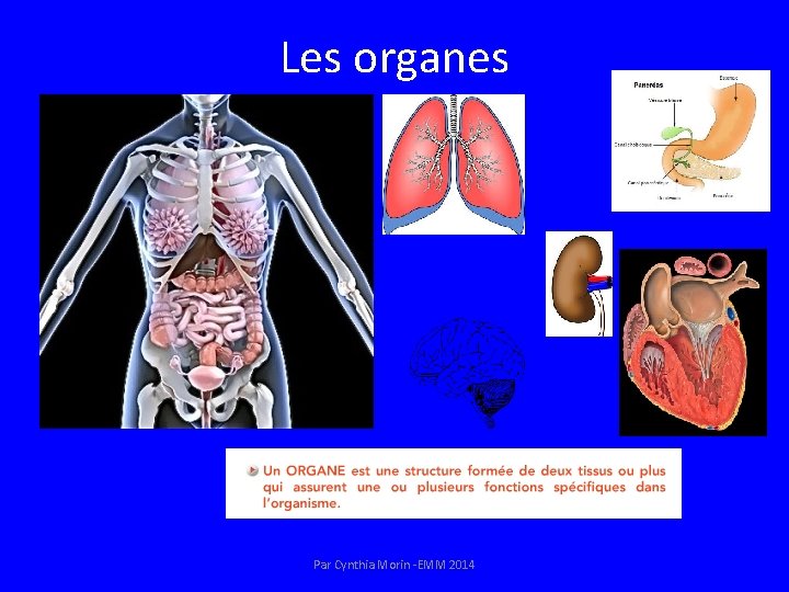 Bloc 1 Les niveaux dorganisation du vivant Rfrences