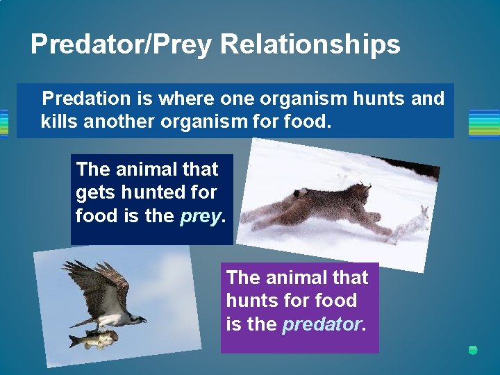 Predator/Prey Relationships Predation is where one organism hunts and kills another organism for food.