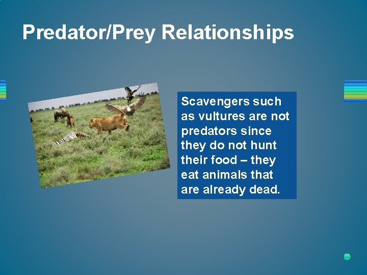 Predator/Prey Relationships Scavengers such as vultures are not predators since they do not hunt