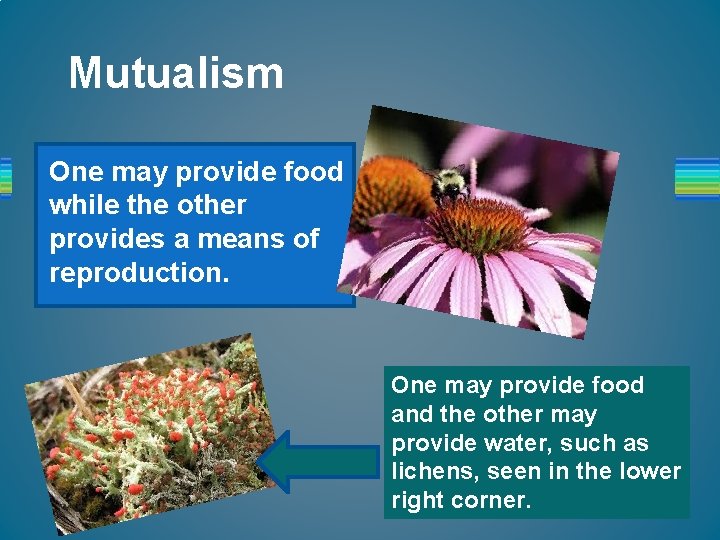 Mutualism One may provide food while the other provides a means of reproduction. One