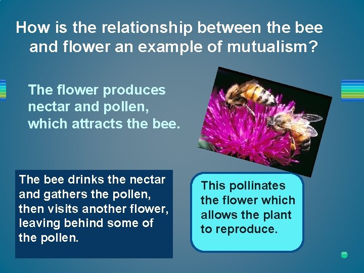 How is the relationship between the bee and flower an example of mutualism? The