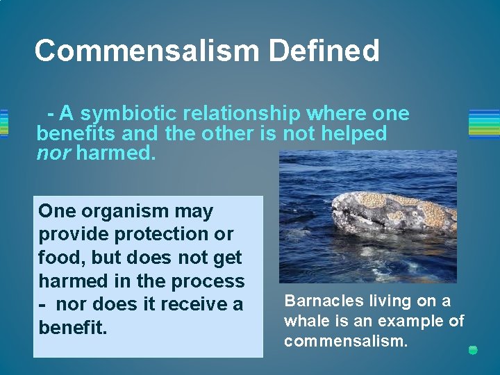 Commensalism Defined - A symbiotic relationship where one benefits and the other is not