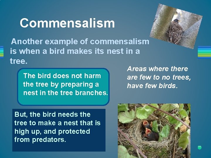 Commensalism Another example of commensalism is when a bird makes its nest in a