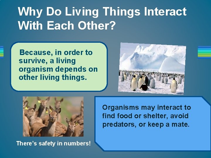 Why Do Living Things Interact With Each Other? Because, in order to survive, a