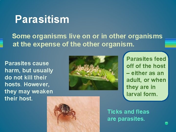 Parasitism Some organisms live on or in other organisms at the expense of the