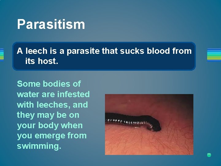 Parasitism A leech is a parasite that sucks blood from its host. Some bodies